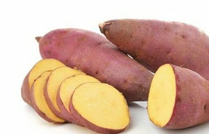 Fresh Sweet Potato/Supplier Sweet Potato/Vietnam Sweet Potato