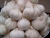 Import Fresh White Garlic from Netherlands
