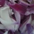 Import frozen red onion whole for sale from China