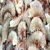 Import Frozen Wholesale Gulf Shrimp for Sale Good Quality Frozen Shrimp from South Africa