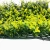 Import garden sets green outdoor plants boxwood artificial green wall plants from China