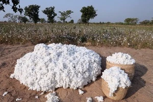 Grade A Raw Cotton For Sale in South Africa
