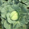 Green round cabbage