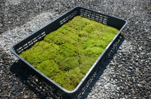 High-grade garden greenhouse moss for sale made in Japan