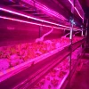 High power Led 3ft 4ft light fixture t5 t8 led grow tube light for micro green seeds sprout grow box complete