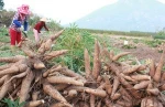 High Quality Fresh Cassava Tapioca/ Dried Tapioca For Sale