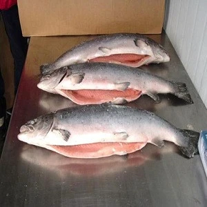 High Quality Fresh Frozen Atlantic Salmon Fish