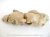 Import High Quality Fresh Ginger For Sale With Export Standard Whatsapp For Detail +6287878942750 from Indonesia