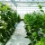 Import High-tech Greenhouses and Hydroponic Systems for Professional Growers green house from China
