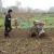 Import Hot Sale Agriculture Equipment KYM Cheap Tillers For Sale From China from China