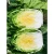Import hot sale  good quality chinese long cabbage 2020 crop from China
