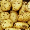 Hot selling fresh potato with export potato supplier