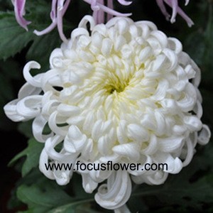 hote sell fresh cut chrysanthemum flower import ornamental plants single white chrysanthemum from China