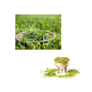 Instant Drink Green Tea Powder Green Tea Extract Bulk Good For Human Health