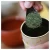 Import Japanese Carefully-selected by masters organic green tea sencha from Japan