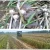 Import JUYOU Competitive price mini potato/garlic/onion harvester for hot sale from China