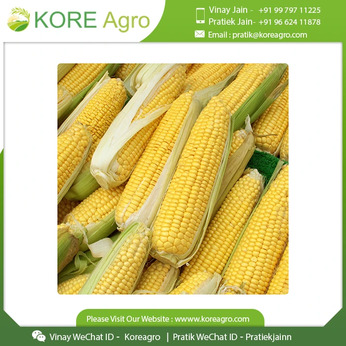 Leading Exporter Of Premium Quality Corn Maize Seeds 100% Natural Dried Corn Seeds Buy At Wholesale Price