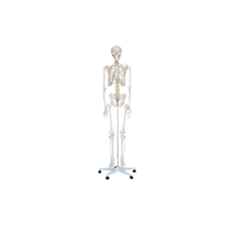 Life Size Medical Anatomical Human Skeleton Model 180CM