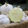 Lily Vegetable Reducing Bacteria Chinese Fresh Specification Garlic Normal White