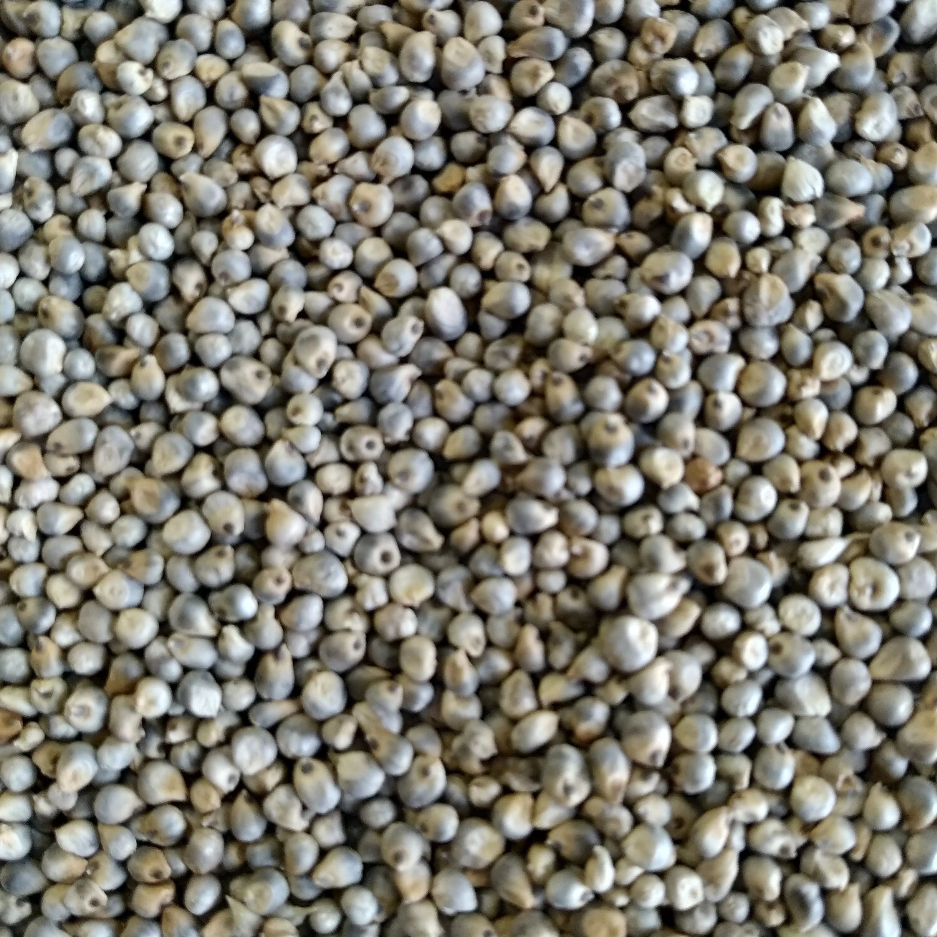 Low Price Green Millet/ Bajra by Verified Exporter