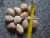 Import Mixed Wash Pebble Stone Directly Sale from China
