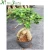 Import Natural bonsai ficus plants from China