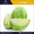 Naturally Grown Pure Fresh Round Wholesale White Cabbage