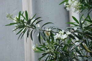 Nerium oleander Album natural plants