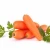 Import New Crop Fresh Carrots Supplier From South Africa from South Africa
