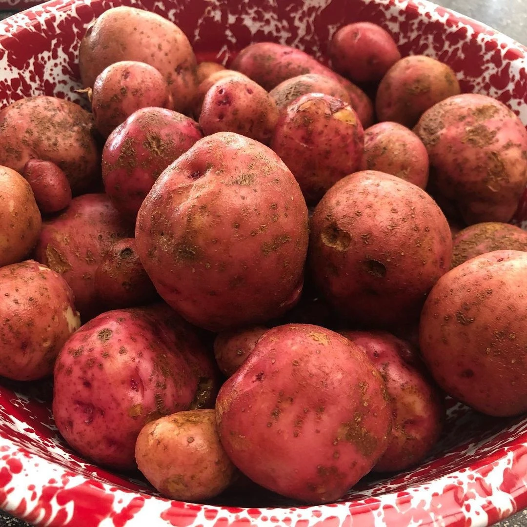 New Crop Fresh Potato Red for Sale