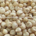 NEW CROP SORGHUM SEEDS ORIGIN INDIA NIK-MAY EXPORTS`
