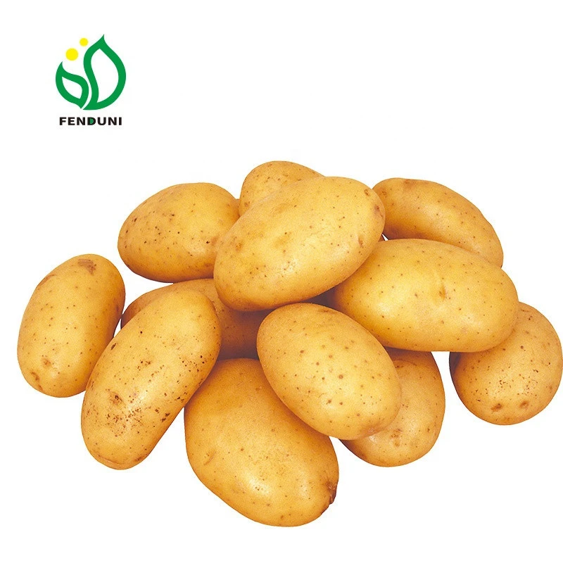 new crop sweet potato for export