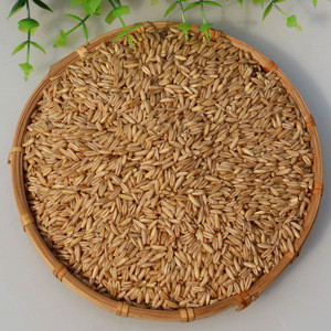 Buy New High Quality Oats For Sale At Factory Prices Wholesale from HBK ...