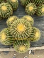 New type top sale green plant with pot plant greens for home garden decoration cactus