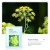 Import OEM Anti wrinkle Sea fennel moisturizing Firming facia mask Repair brighten oxygen facial cosmetic mask 25g from China