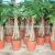 Import pachira five Braided tree brings luck pachira marcocarpa house plant bonsai from China
