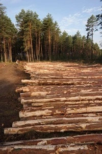 pine logs