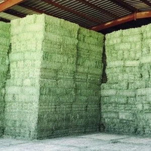 Premium Alfalfa Hay, Rhodes Grass, Oats Hay Ready / Oats Hay Animal Feed for Sale