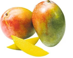 Premium Quality Alphanso Mango now available