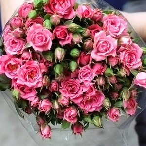 Professional Wholesale Fresh Cut Sprayed Rose Pink Flower For Sale