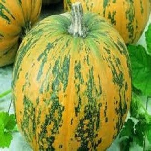 Pure and Natural Wholesale Pumpkin/Fresh Pumpkin