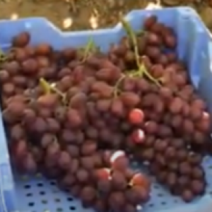 Ready For the New Egyptian Grapes Crop Premium Quality with cheap Price Natural Healthy fruits
