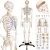 Import Resources Skeleton Model Human teaching model from China