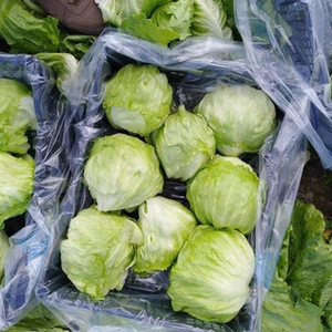 Romaine Lettuce / Fresh Exotic Vegetables For Sale  From Brazil