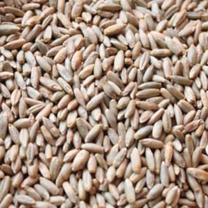 Russian Farm Rye grain/Winter Rye/Rye Flakes in Rye bran