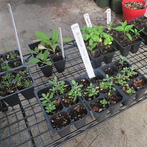 Seedling Starter Trays, 144 Cells: (24 Trays; 6-Cells Per Tray), Plus 5 Plant Labels