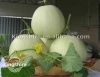 Silver Light Oriental Melon Seeds, Hybrid Seedlings