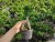 Small bonsai of ginseng root and grafted ornamental plants