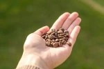 TOP Sale Ethiopia Yirgacheffe Gedeb Washed Coffee Beans CB-15 Arabica Wholesale Coffee Bean