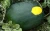 Import VIETNAM HIGH QUALITY FRESH MOON AND STARS WATERMELON - BEST PRICE FOR WHOLESALE ORGANIC MELON TYPE 2 from China